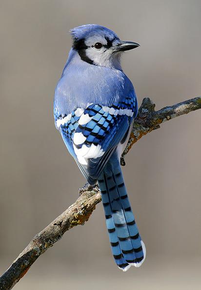 BlueJay